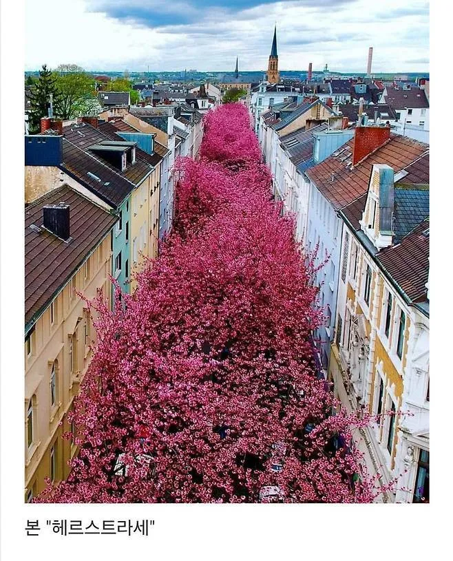 세계에서 제일 예쁜 길이라고 함.jpg