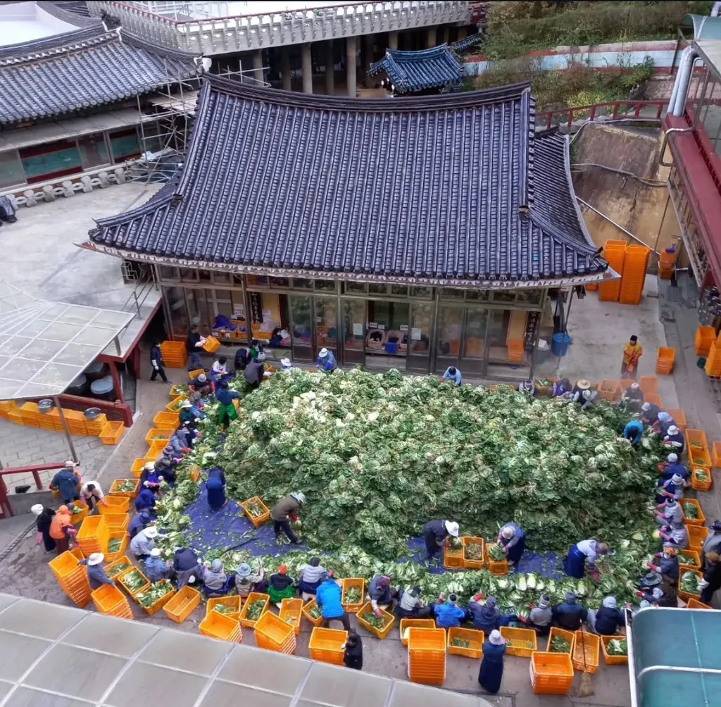 단양 구인사 김장 10,000 포기 하는 날.jpg