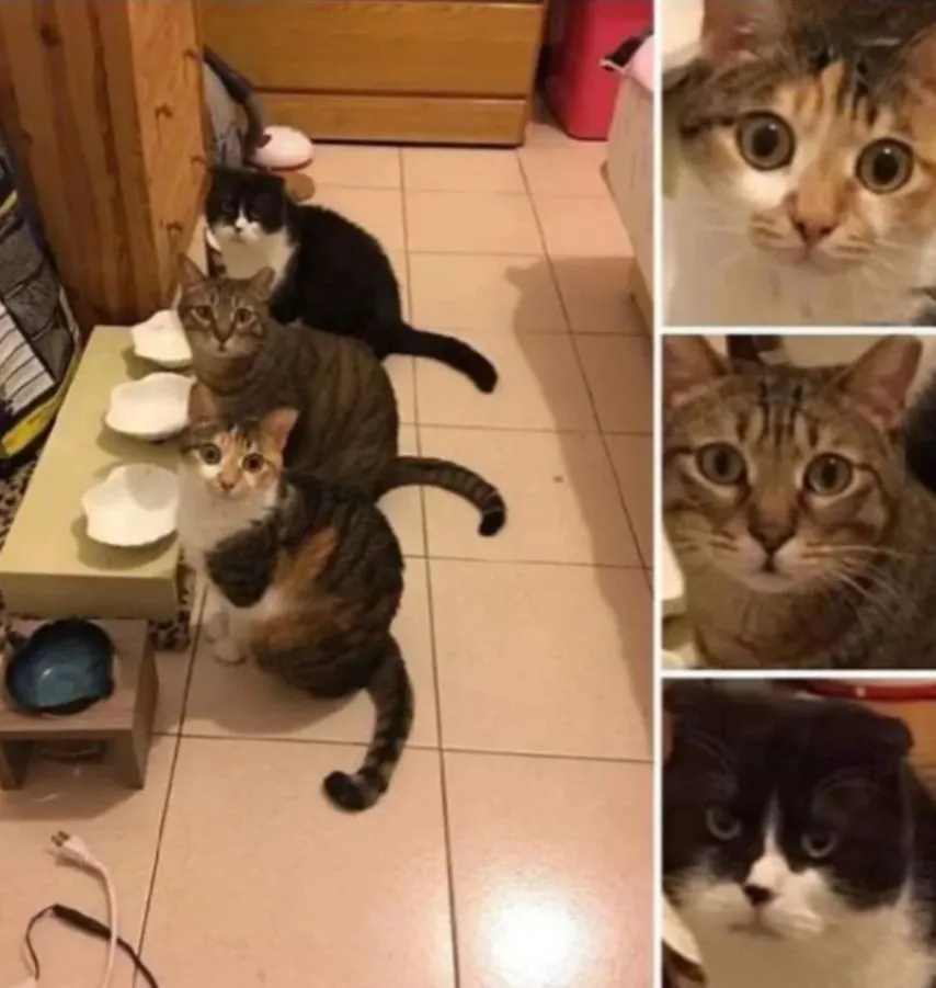 고양이는 준비가 됐는데 밥이 준비 안 됨.