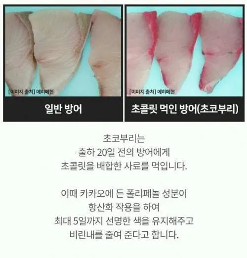 의외로 생선이 먹는 음식