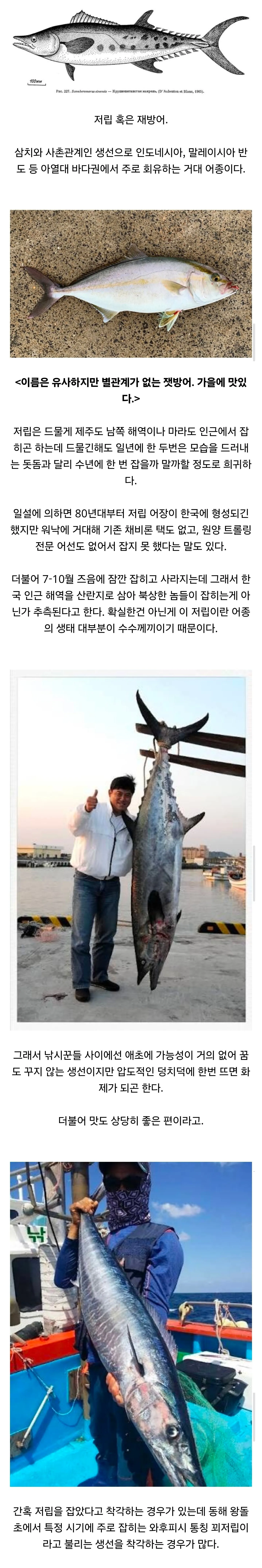 잡는게 서울 의대 합격보다 더 어렵다는 한국 전설의 물고기