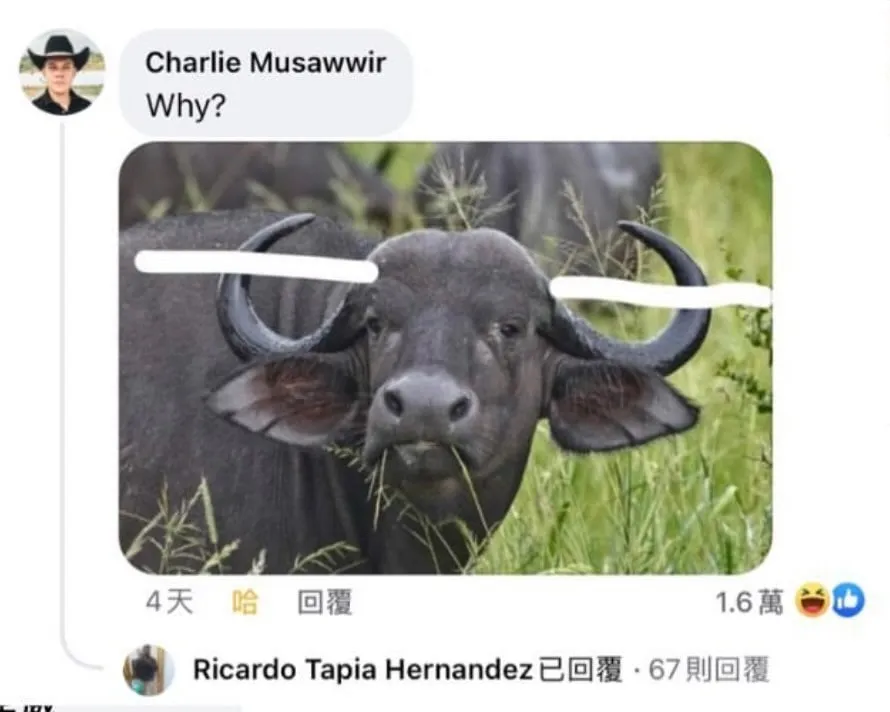 외국 why 밈 ㅋㅋ