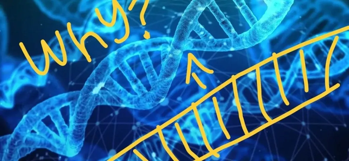 외국 why 밈 ㅋㅋ