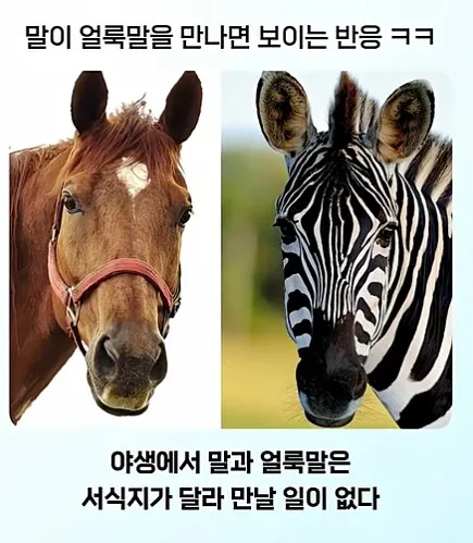 온몸에 줄무늬 문신한 친구 처음 봄