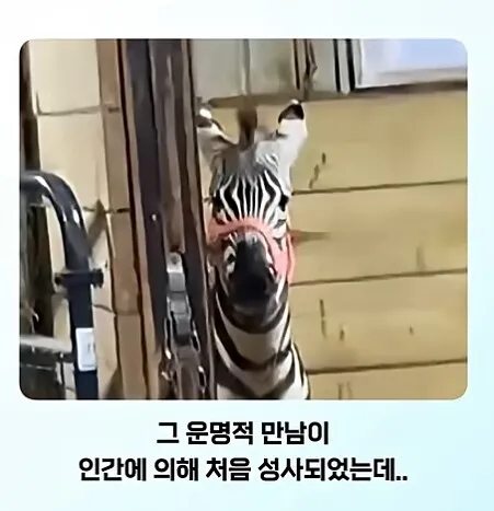 온몸에 줄무늬 문신한 친구 처음 봄