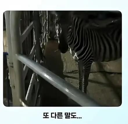 온몸에 줄무늬 문신한 친구 처음 봄