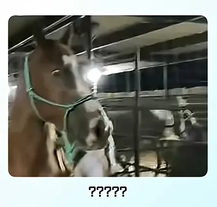 온몸에 줄무늬 문신한 친구 처음 봄