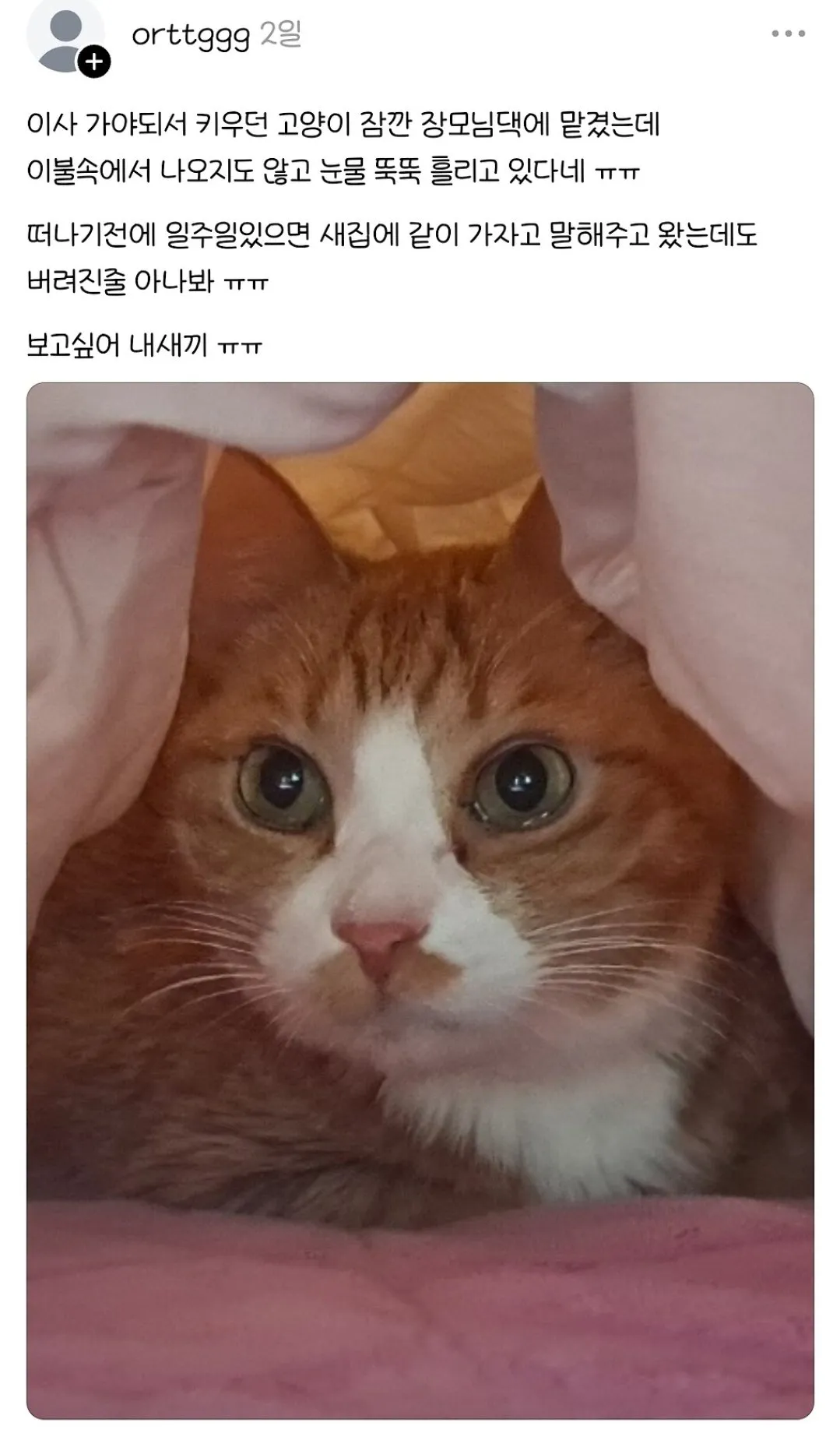 버려진줄 알고 우는 고양이