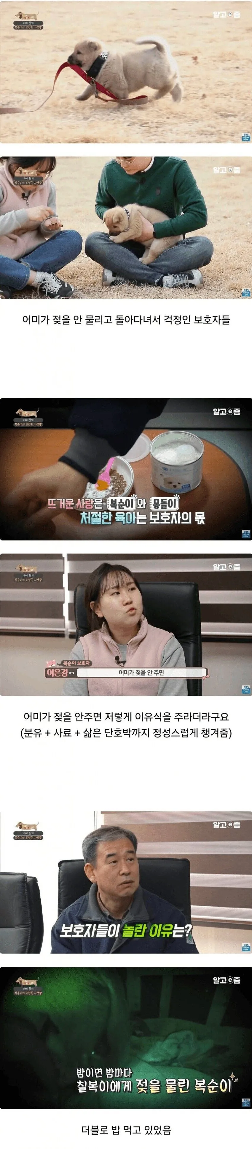 어미개가 새끼를 돌보지 않은 충격적인 이유