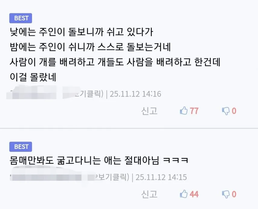 어미개가 새끼를 돌보지 않은 충격적인 이유