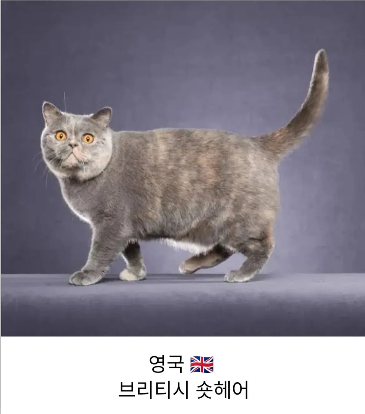 각 나라를 대표하는 고양이