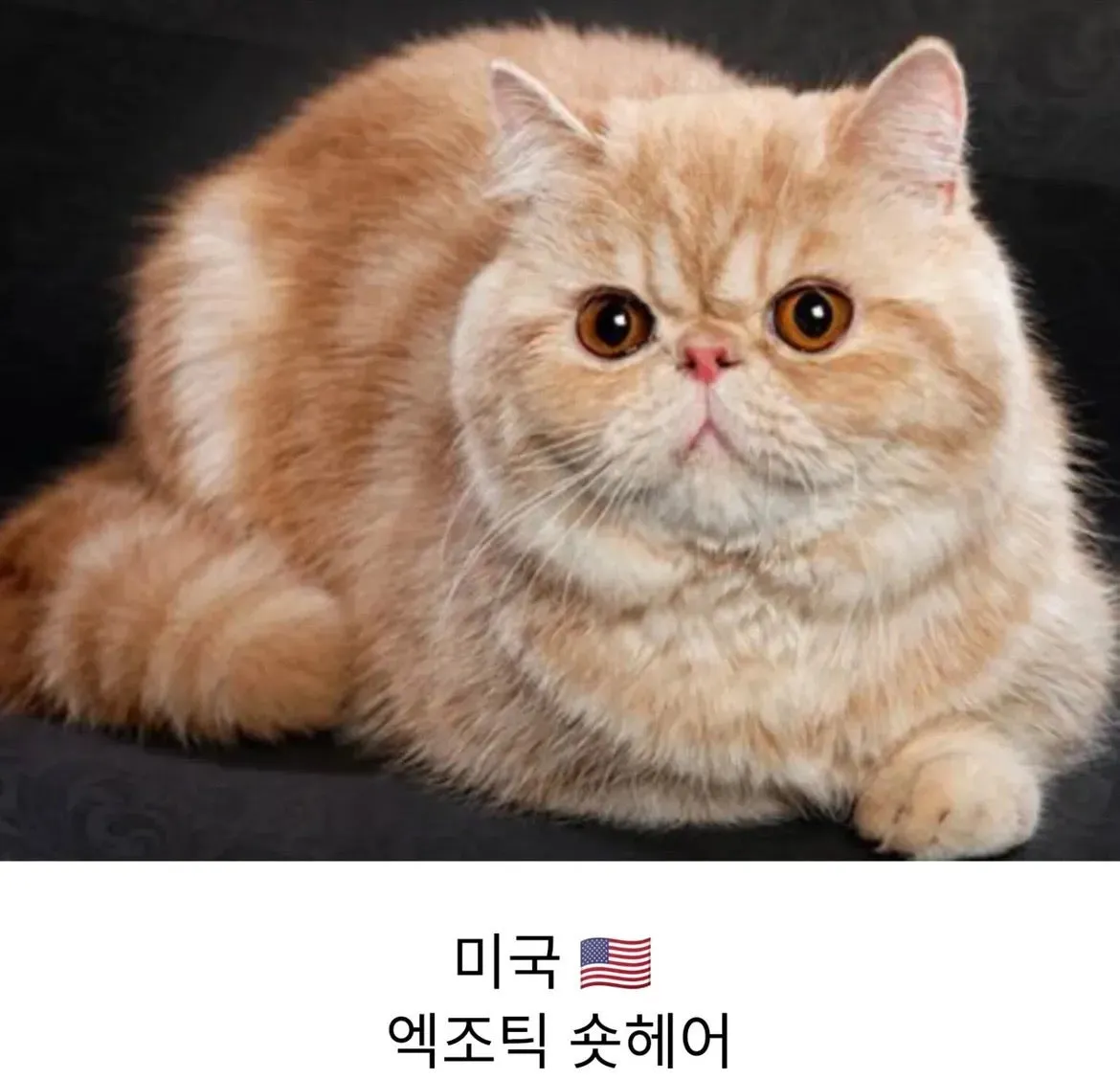 각 나라를 대표하는 고양이