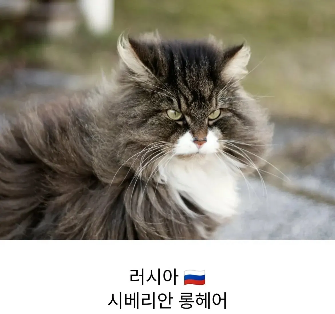각 나라를 대표하는 고양이
