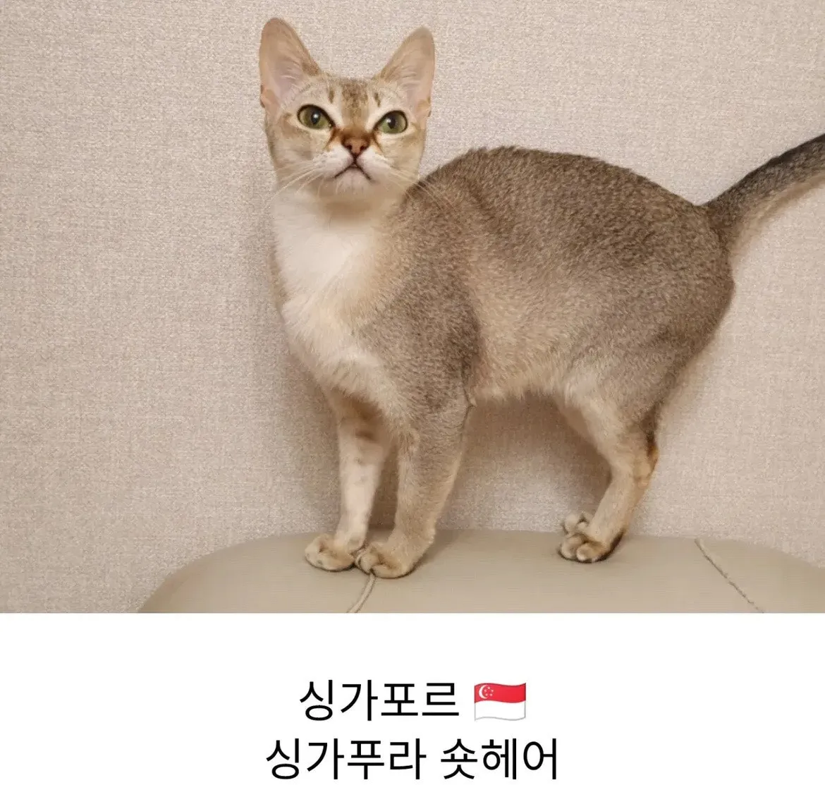 각 나라를 대표하는 고양이