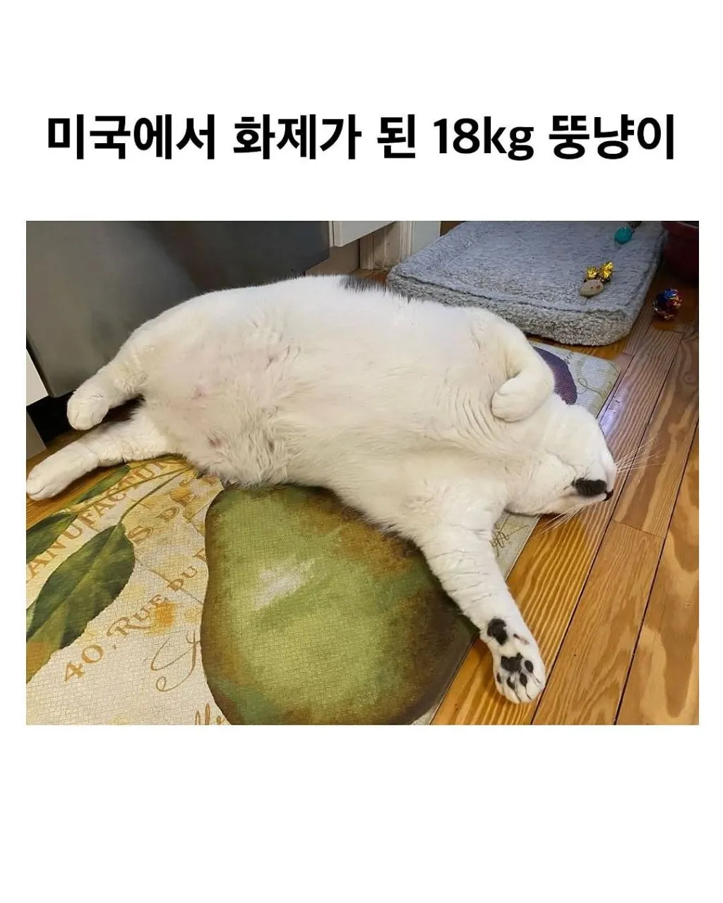 미국의 18kg 뚱냥이