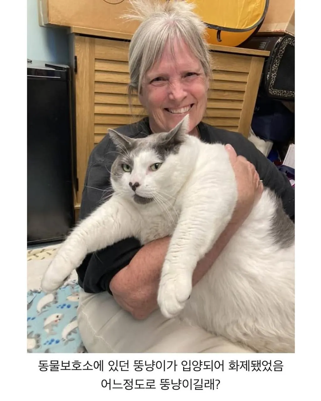 미국의 18kg 뚱냥이