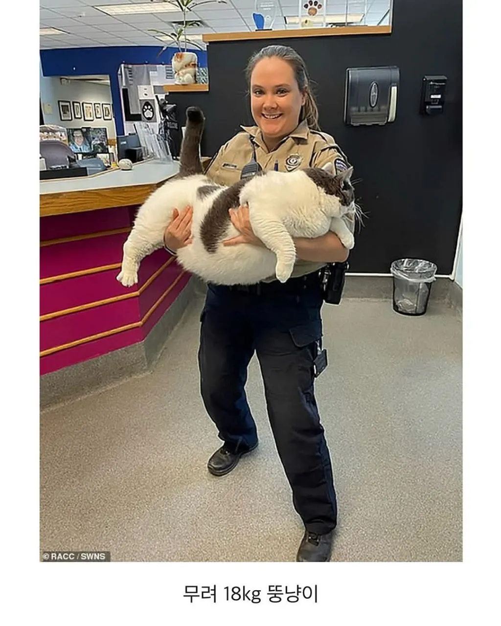미국의 18kg 뚱냥이