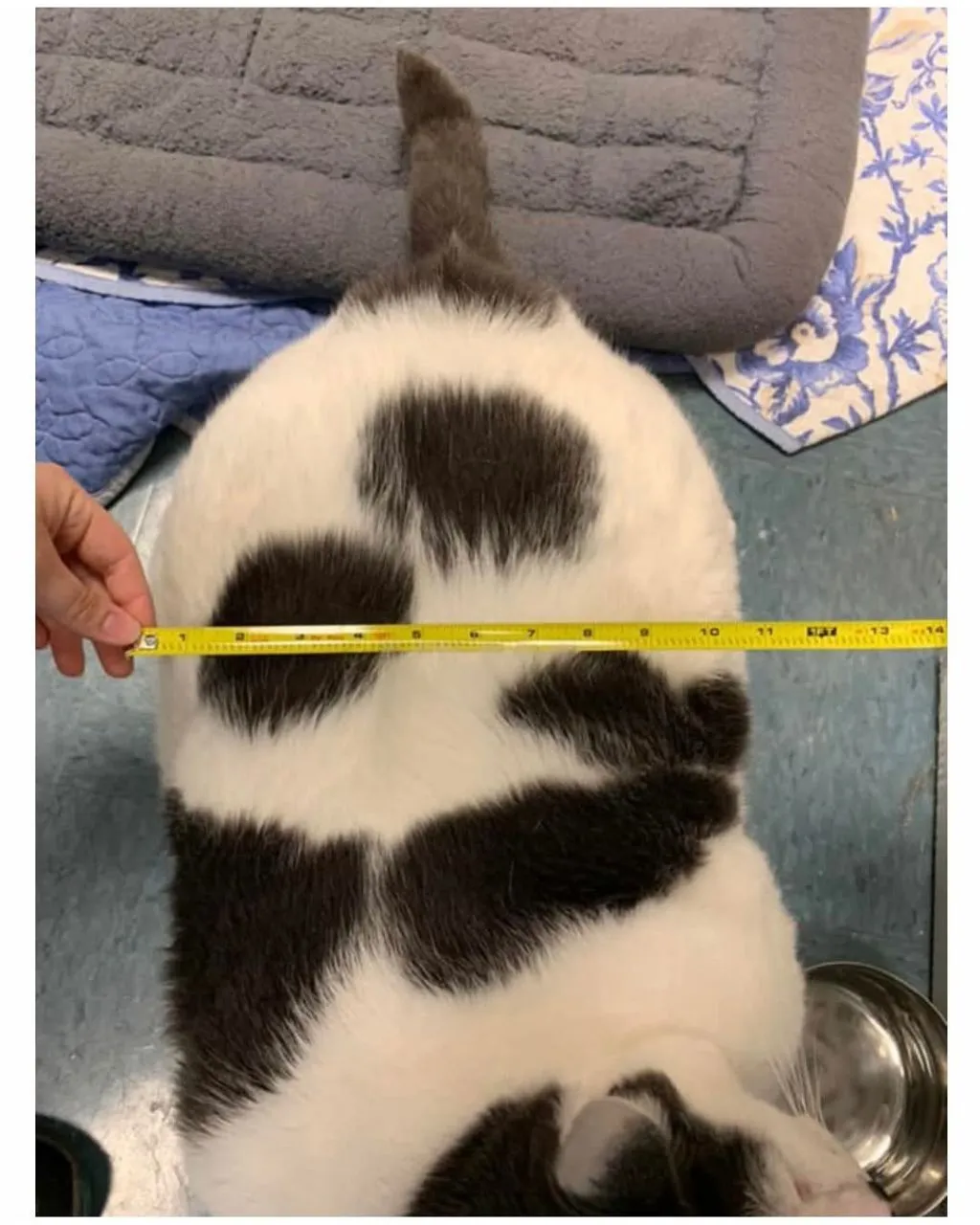 미국의 18kg 뚱냥이