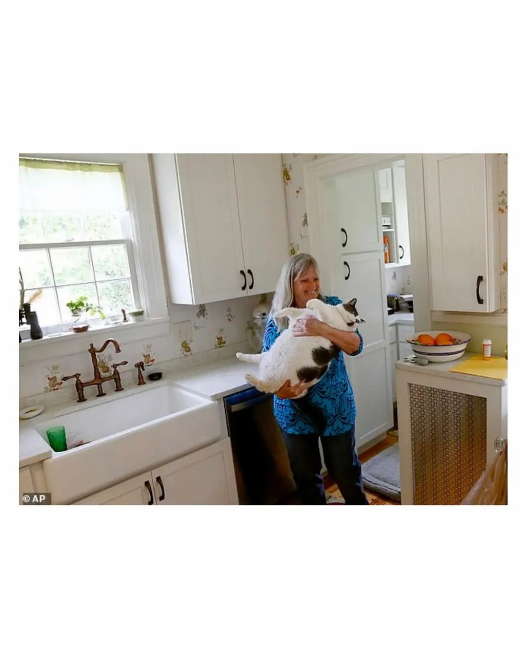 미국의 18kg 뚱냥이