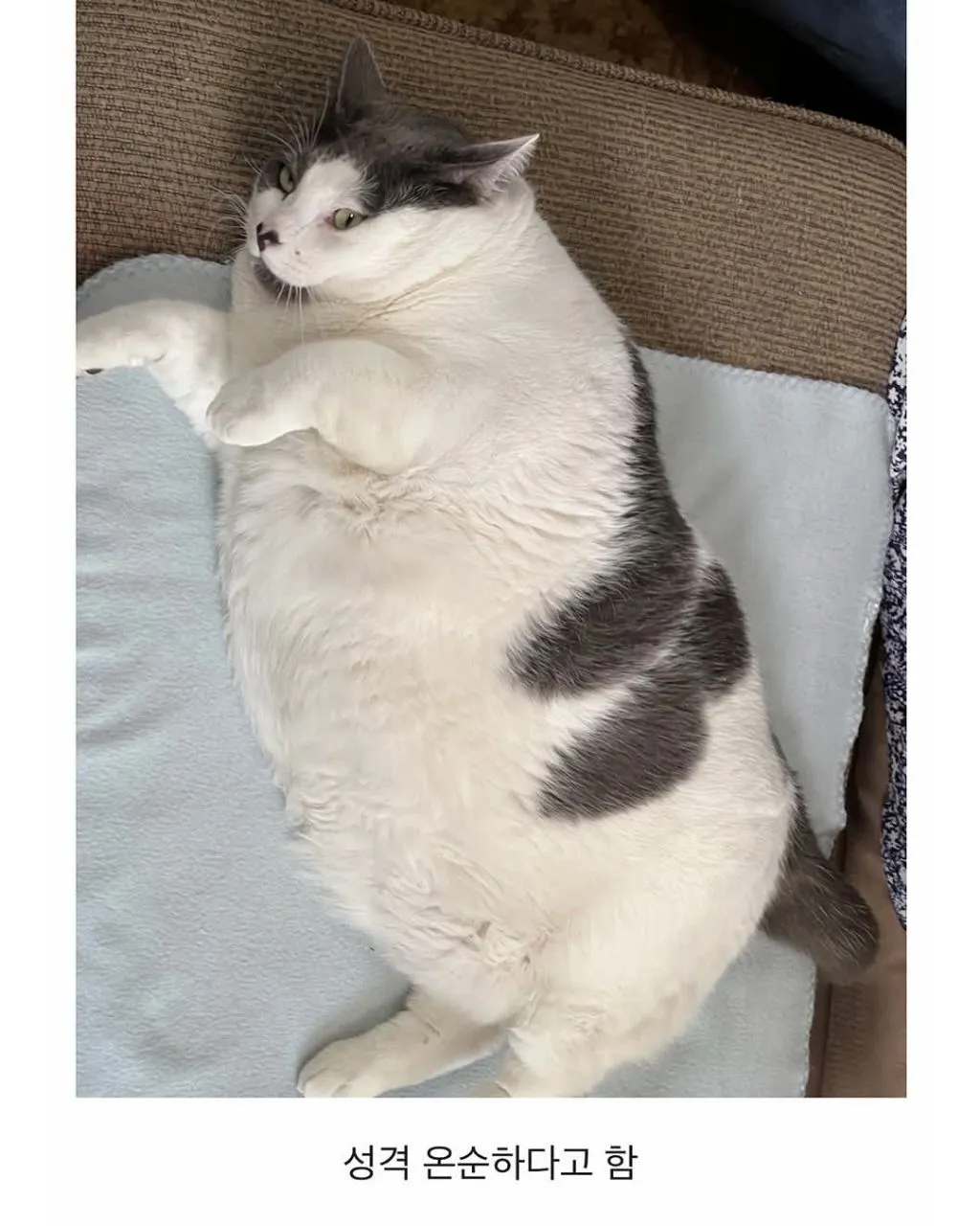 미국의 18kg 뚱냥이