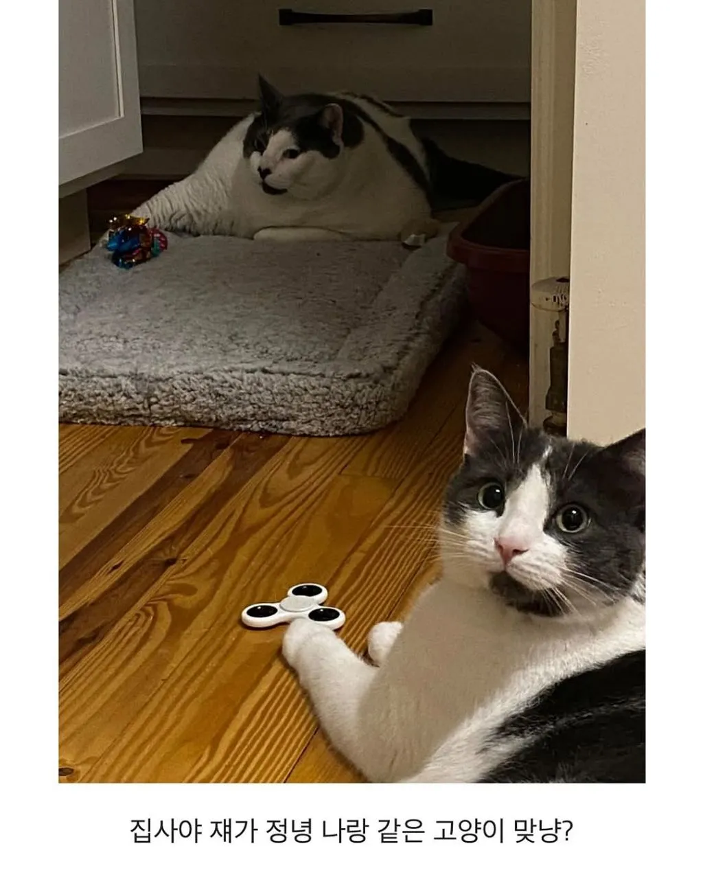 미국의 18kg 뚱냥이