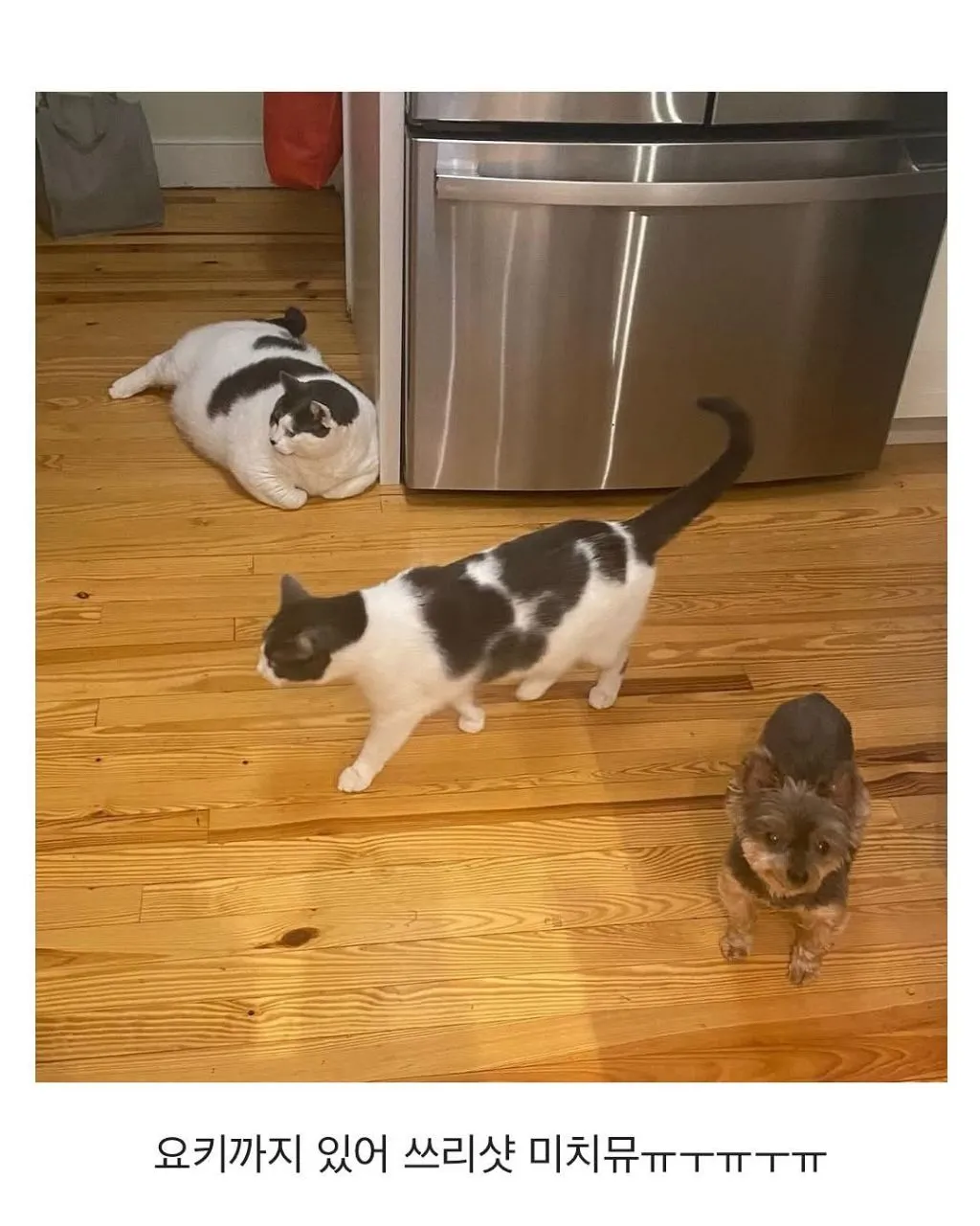 미국의 18kg 뚱냥이