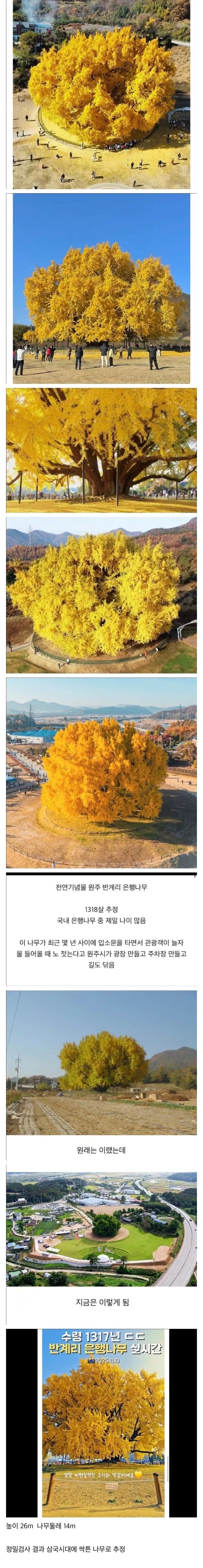 나무 한 그루로 관광사업 하겠다는 원주시