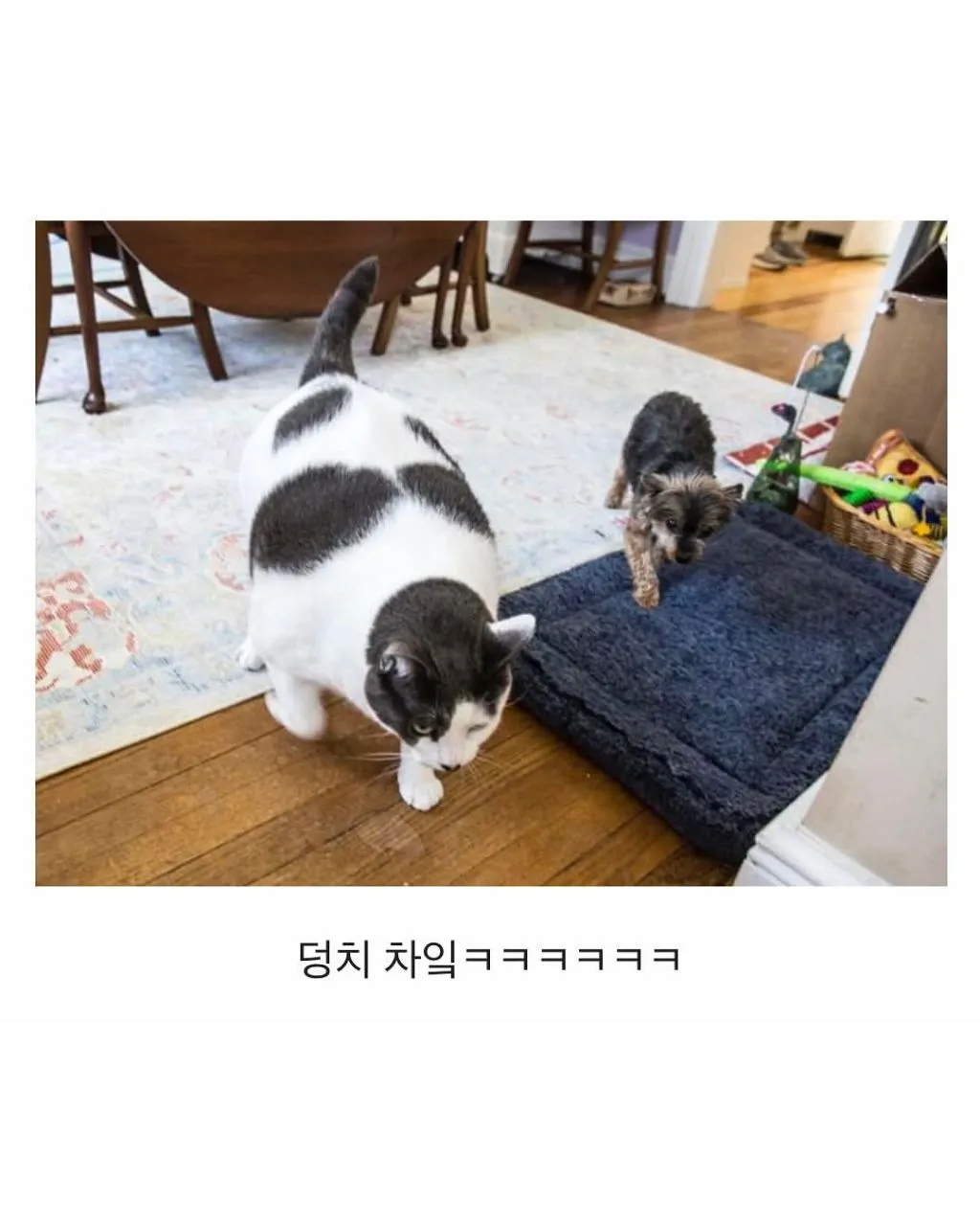 미국의 18kg 뚱냥이