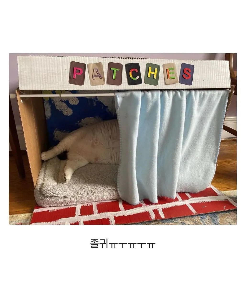 미국의 18kg 뚱냥이