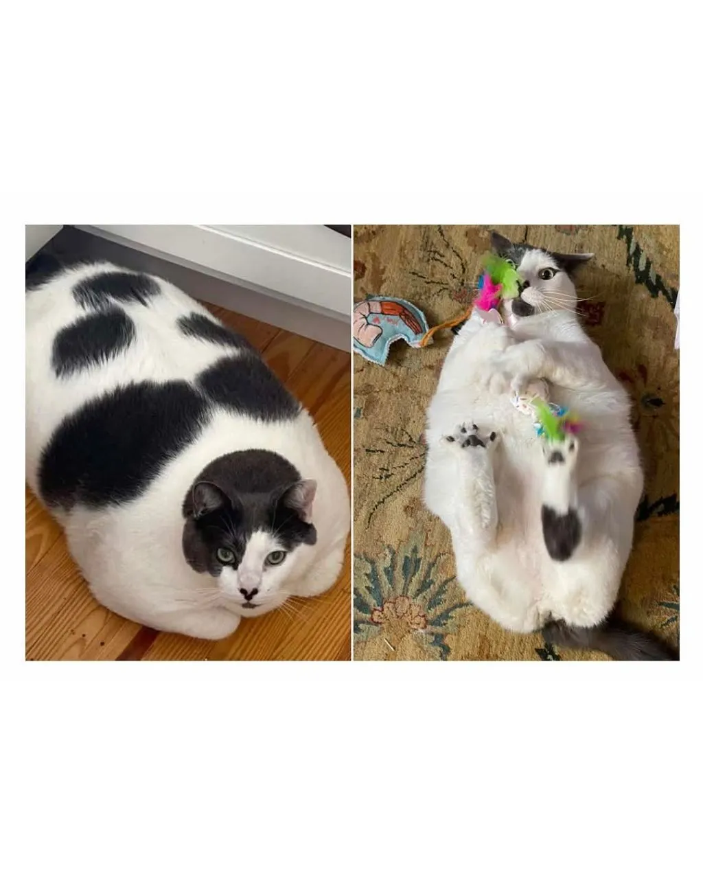 미국의 18kg 뚱냥이