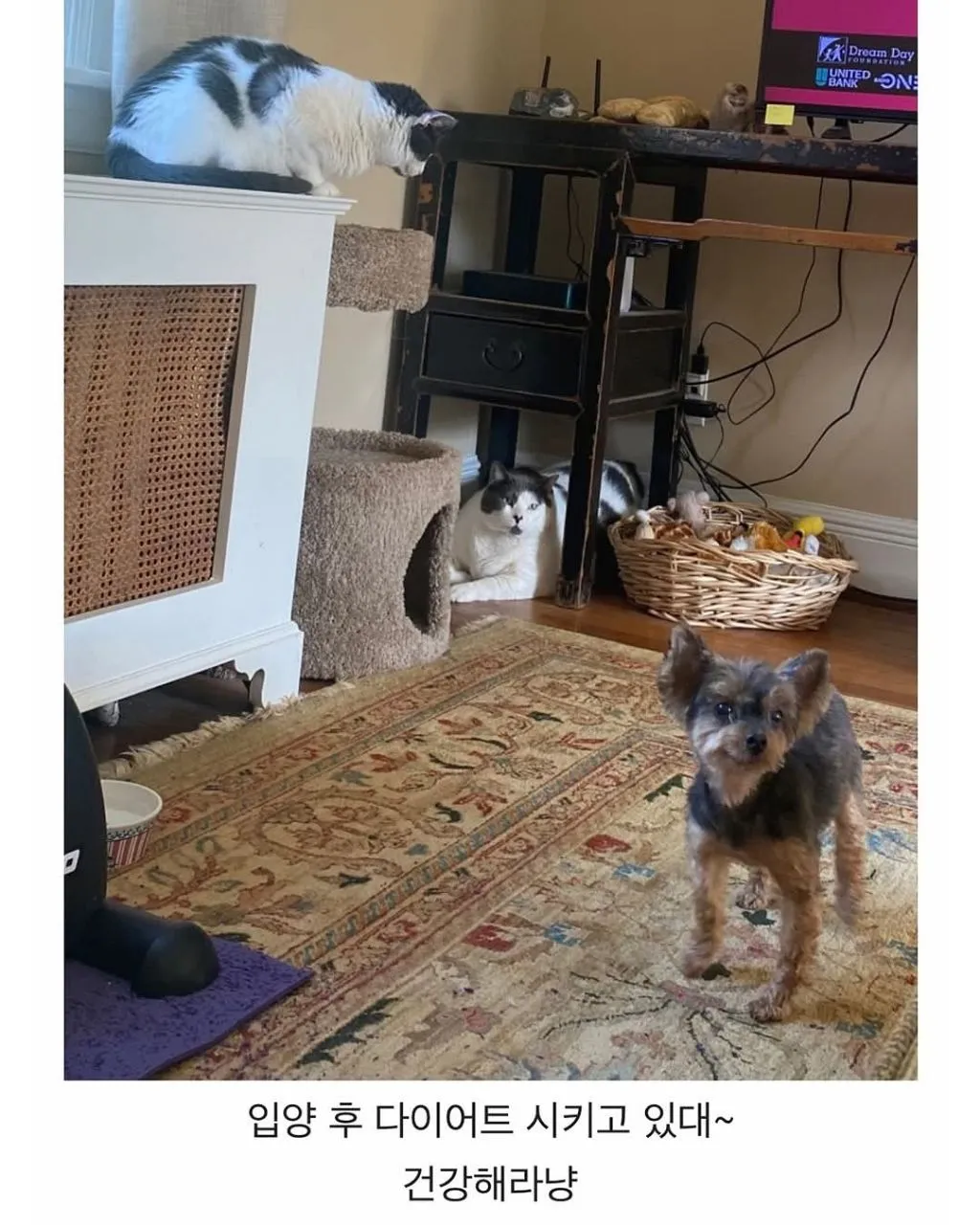 미국의 18kg 뚱냥이