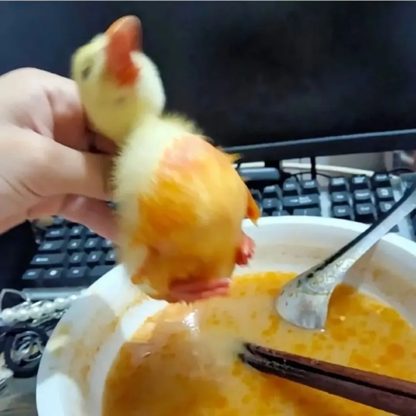 아기 오리 키울때 주의점