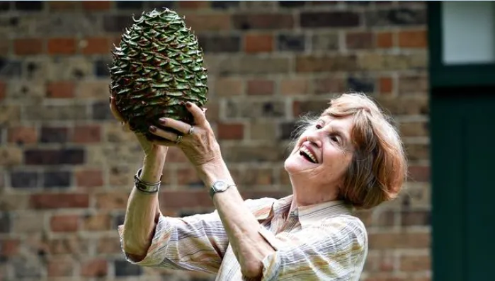 호주의 사망사고 자주 유발하는 흔한 솔방울의 크기