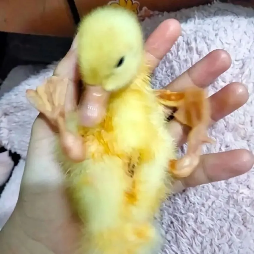 아기 오리 키울때 주의점