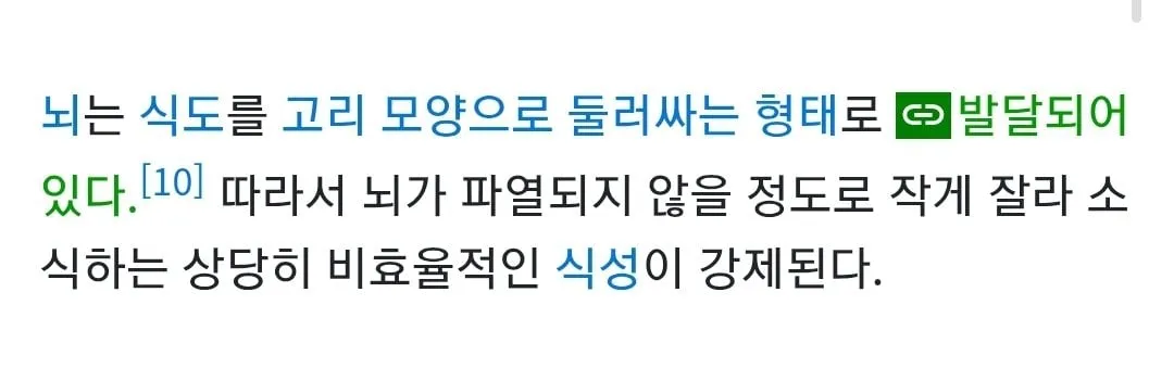 신기한 오징어의 뇌와 식도.jpg