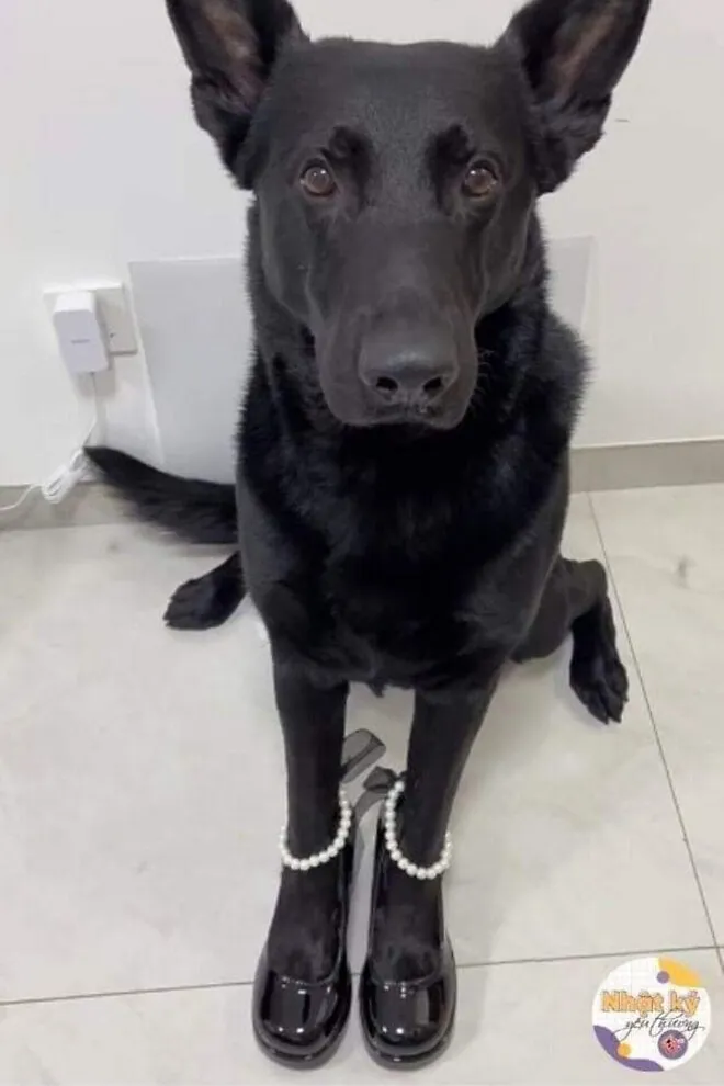 구두모델 각선미