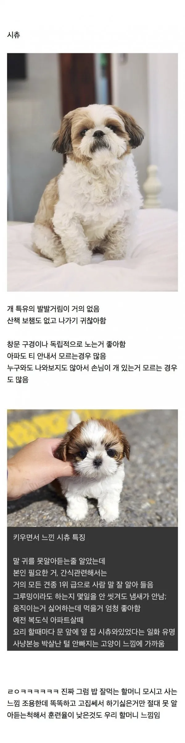 생긴건 인싸인데 행동은 아싸라는 강아지