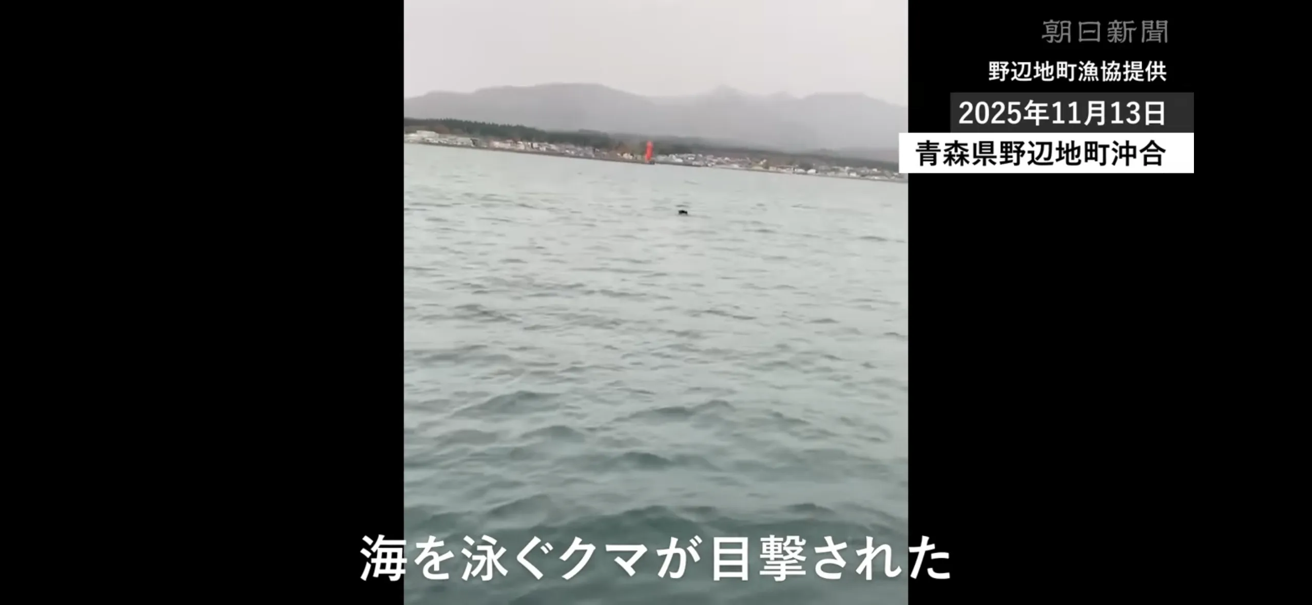 드디어 바다에서도 발견된 일본 곰