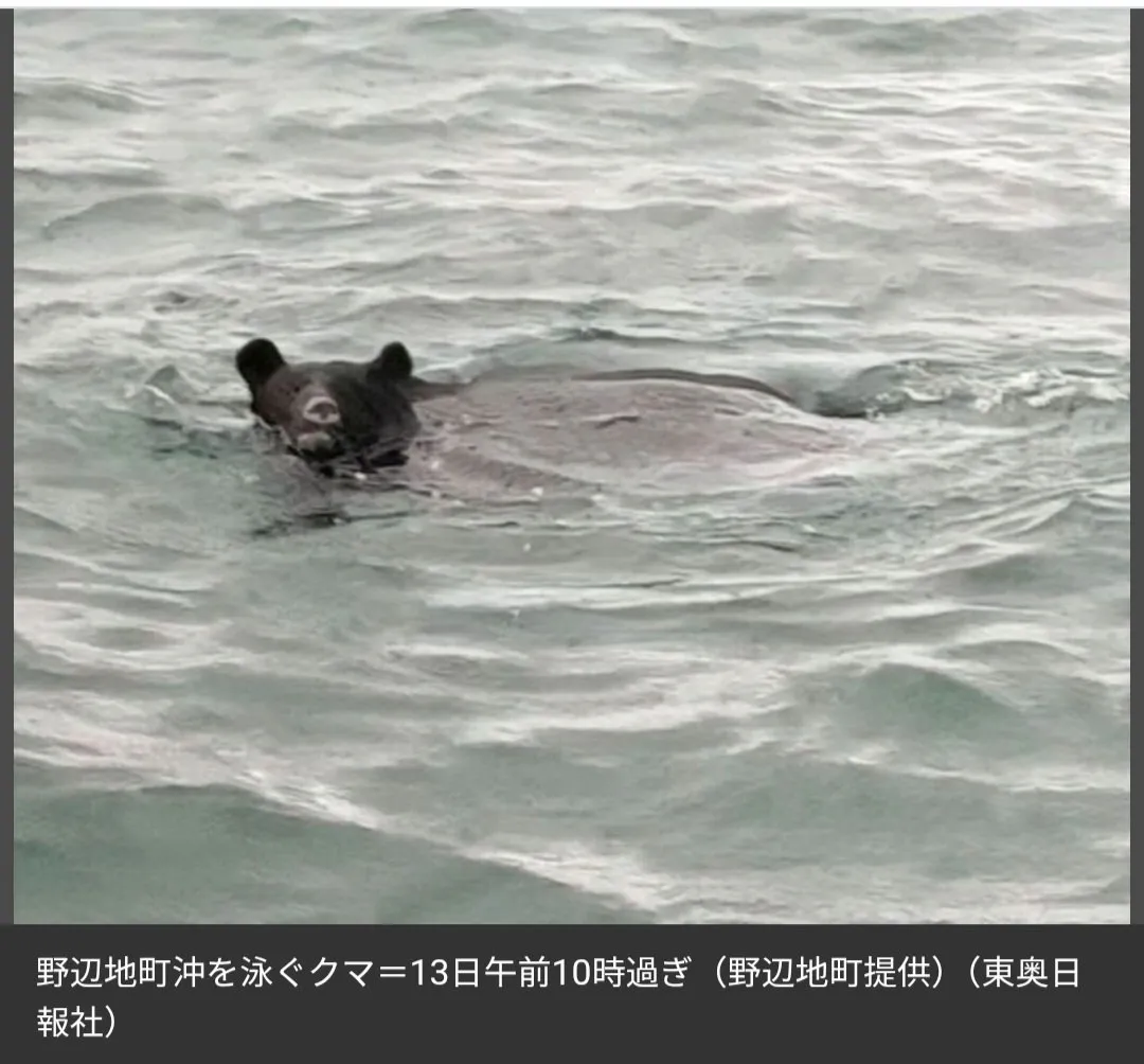 드디어 바다에서도 발견된 일본 곰