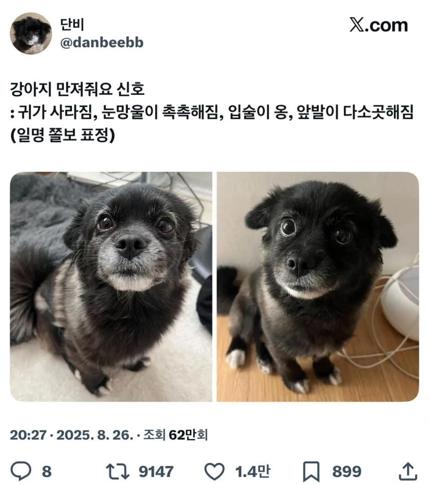 강아지 만져줘요 신호.