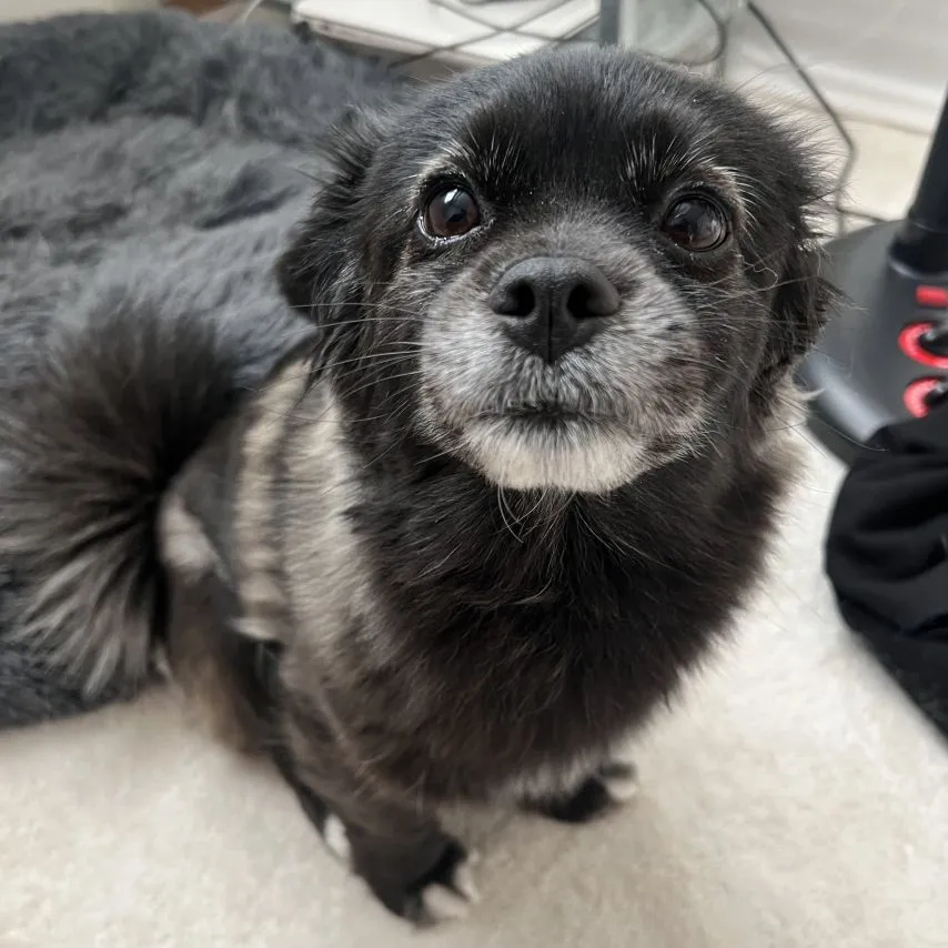 강아지 만져줘요 신호.