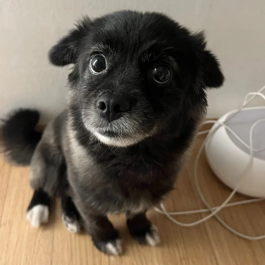 강아지 만져줘요 신호.
