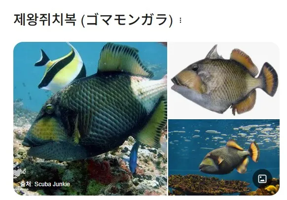 최대 1m·강력한 턱…다이버들이 가장 두려워하는 물고기