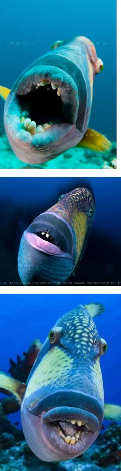 최대 1m·강력한 턱…다이버들이 가장 두려워하는 물고기