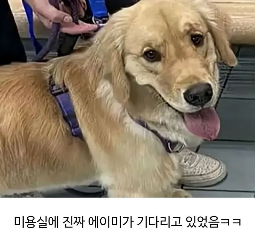 미용실 다녀온 후 표독해진 골댕이