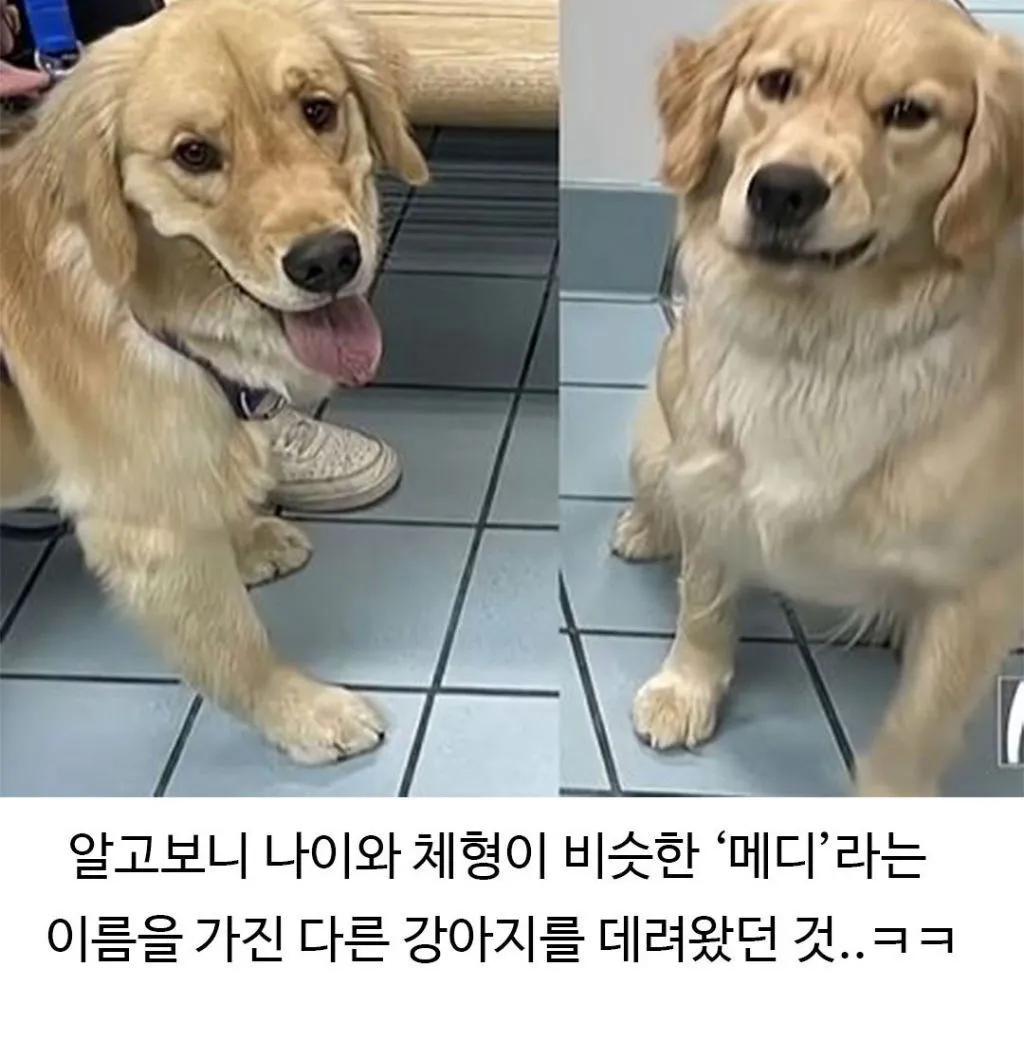 미용실 다녀온 후 표독해진 골댕이