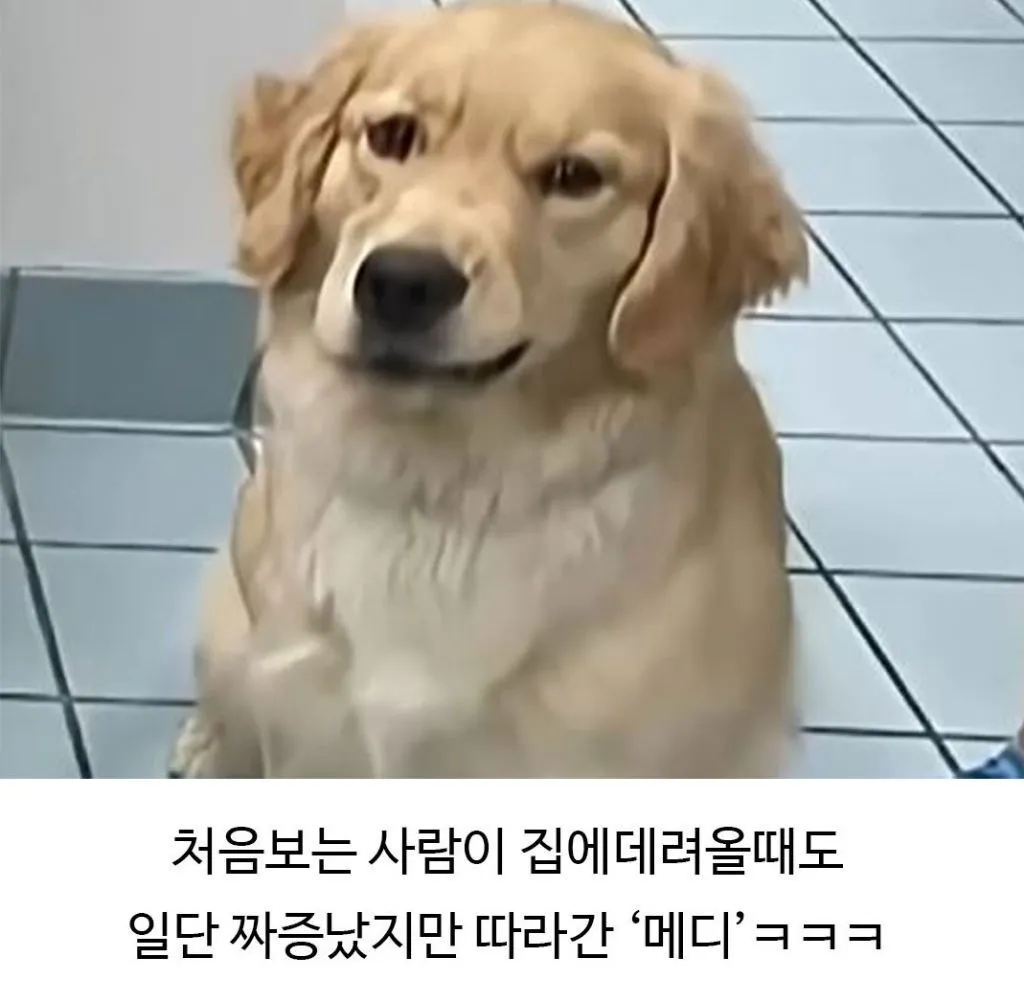 미용실 다녀온 후 표독해진 골댕이