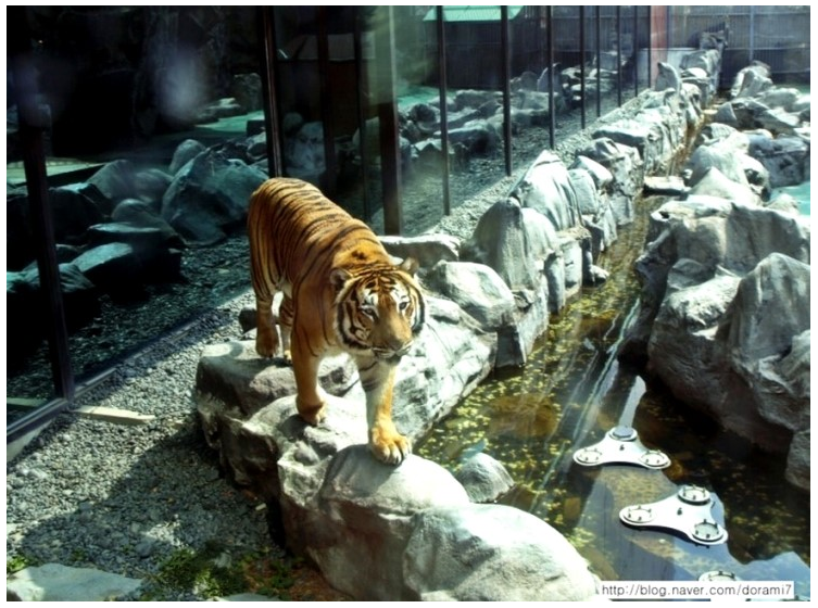 옛날 부산 롯데호텔에 호랑이 살았다고 하면 아무도 안믿음