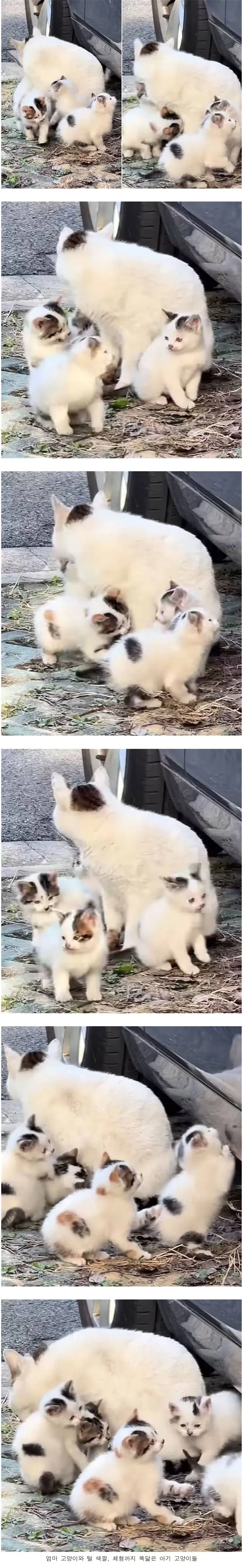 유전자의 힘은 대단했다!