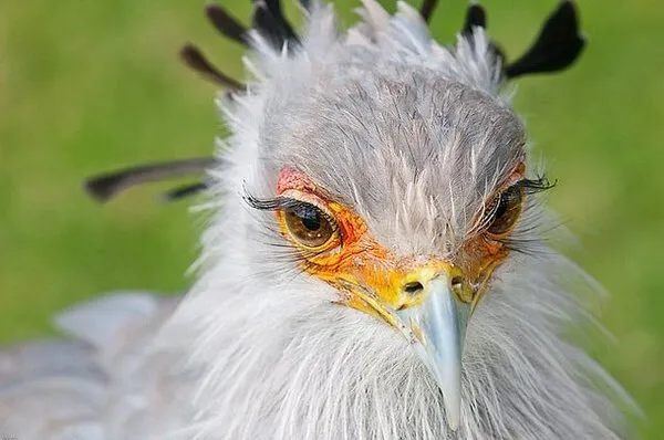 조류계의 아이돌.jpg